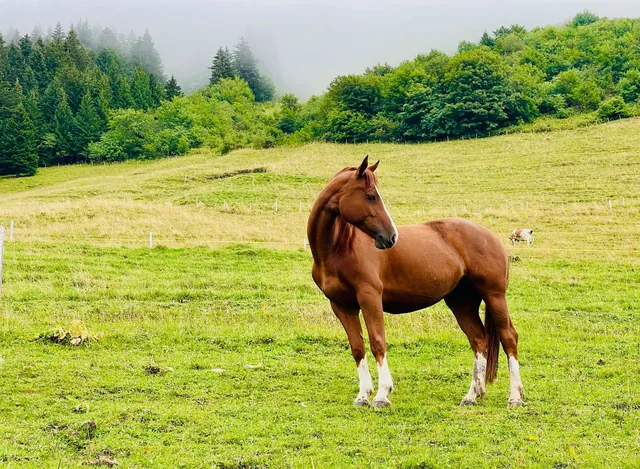 A chestnut horse with white socks stands in a green alpine meadow, with mist drifting above the surrounding trees.