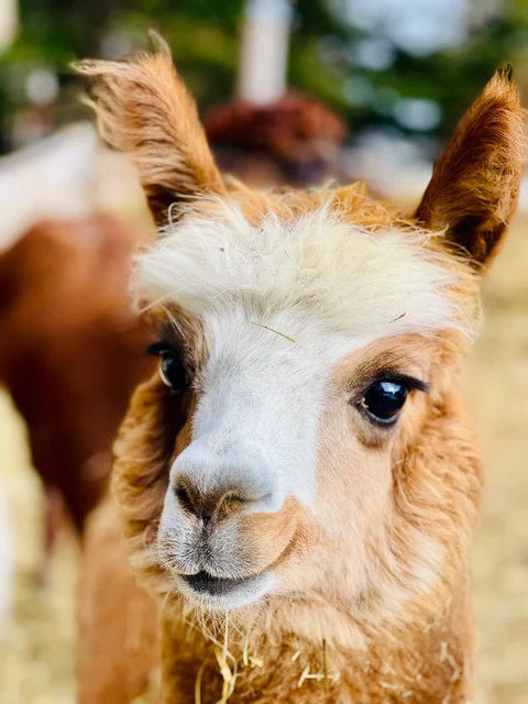 A brown-and-white alpaca looks toward the camera with upright ears and strands of hay caught in its wool.