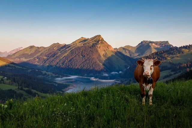 A brown-and-white cow faces the camera on a grassy hillside above a mountain lake, with warm light on the distant peaks.