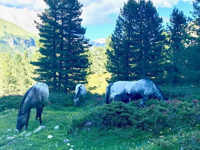 Grey horses graze among grass and wildflowers in an alpine meadow, framed by tall evergreen trees and pale mountain cliffs.