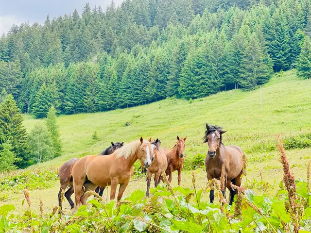 A group of horses stands in a green alpine pasture, with a grassy slope and dense evergreen forest behind them.