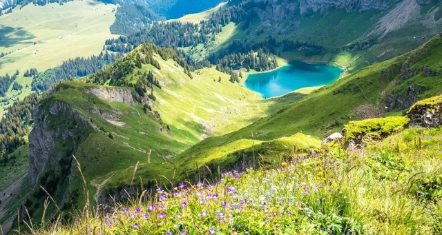 A view down toward turquoise Lac Lioson from a green alpine ridge, with purple wildflowers growing in the foreground.