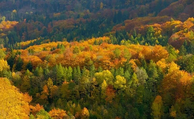 Bands of orange, yellow and green foliage cover a wooded hillside at Les Mosses, with darker evergreen trees among them.