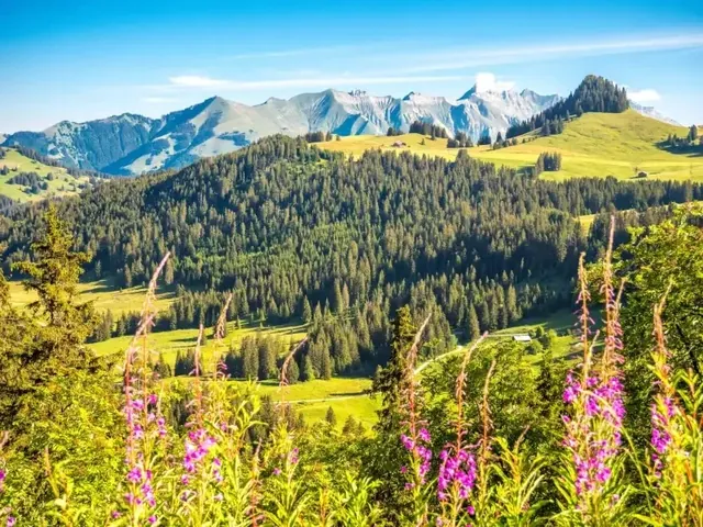 Pink wildflowers frame green meadows and distant rocky peaks near the start of the Lac Lioson hike beneath a clear blue sky.