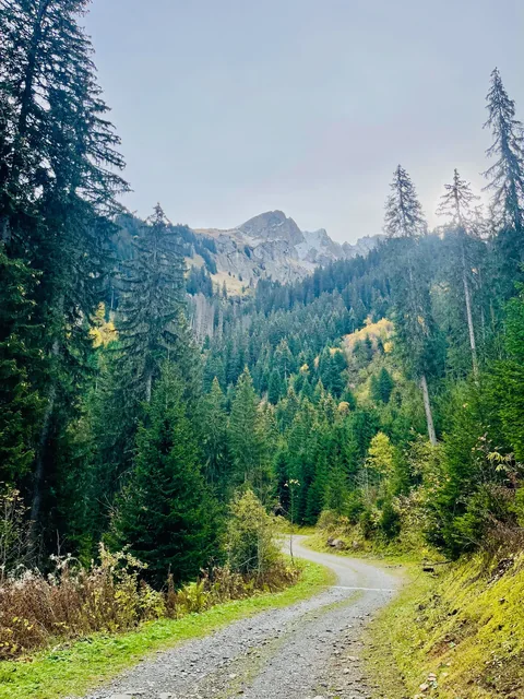 A winding gravel trail leads through evergreen trees toward rocky alpine peaks, with green and yellow foliage nearby.