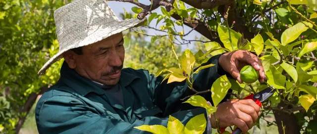 Une personne portant un chapeau cueille des agrumes dans un arbre feuillu du verger.