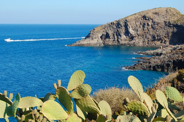 Prickly pear cactus overlooks a deep blue sea and rocky headland, with a boat leaving a white trail offshore.