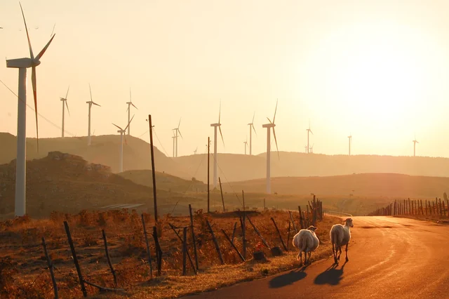 Two sheep walk along a country road beneath wind turbines, surrounded by warm golden light at sunset.