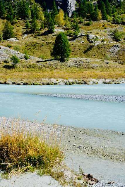 Reeds and pale stones edge turquoise alpine water beneath a grassy hillside dotted with evergreen trees and boulders.