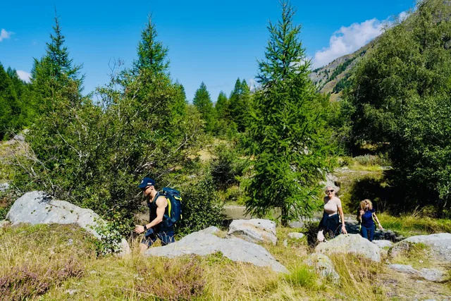 A small hiking group follows a sunny trail among young evergreen trees, rocks and grasses in an alpine valley.