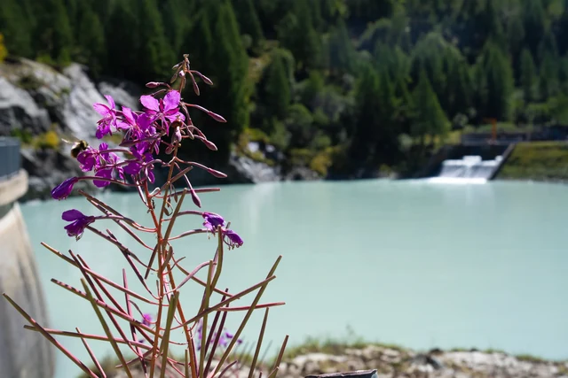 Purple wildflowers grow beside pale turquoise water, with evergreen trees and a small cascade in the distance.