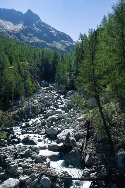 A rocky mountain river flows through a steep gorge bordered by evergreen trees, with rugged alpine peaks rising in the distance.