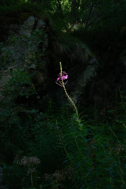 A slender stem of pink wildflowers catches a small patch of sunlight against shadowed rocks and dark green woodland plants.
